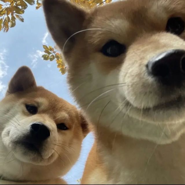 @TriumphK